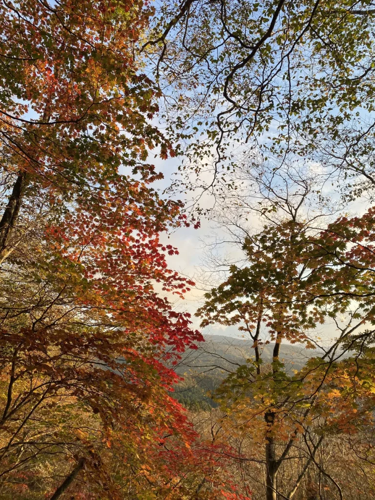 Red and orange Japanese maple leaves and yellowing trees framing a pale blue sky and a distant forested ridge beside a path on Mount Oe at 6:53 a.m. on 3 November 2021