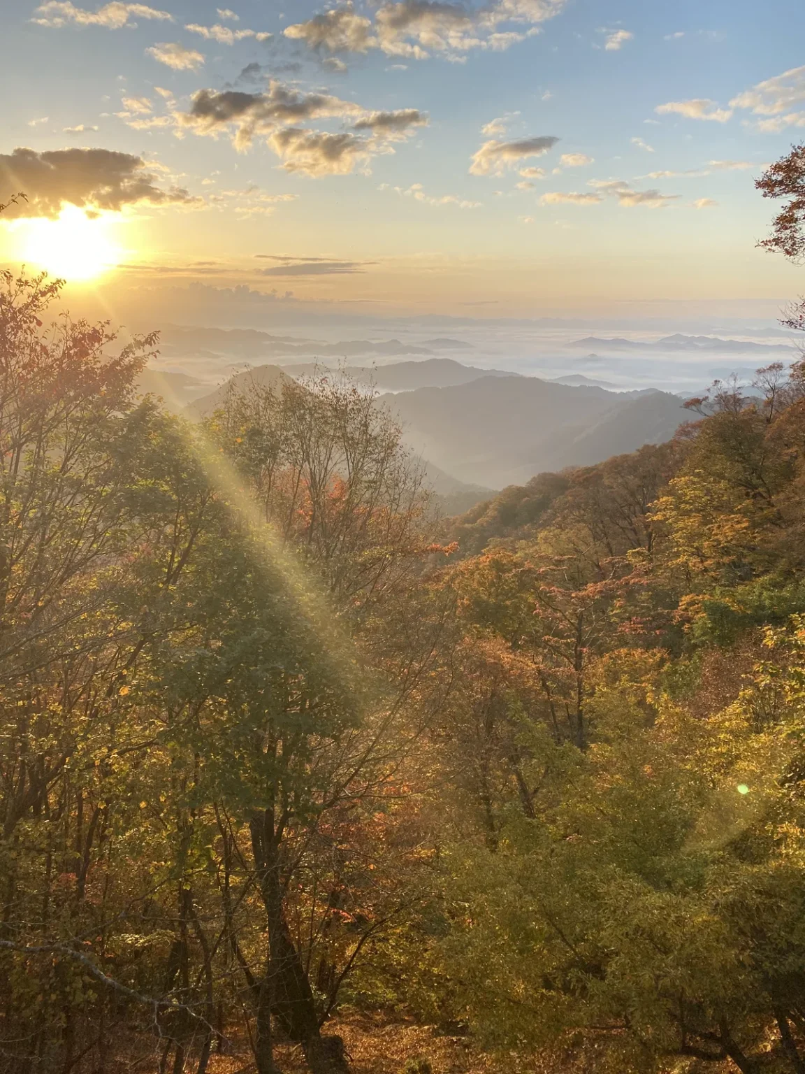 The low sun at upper left sending a beam of light across a slope of yellow, orange and green autumn trees, with a white sea of cloud and blue ridges beyond, on Mount Oe at 6:41 a.m. on 3 November 2021