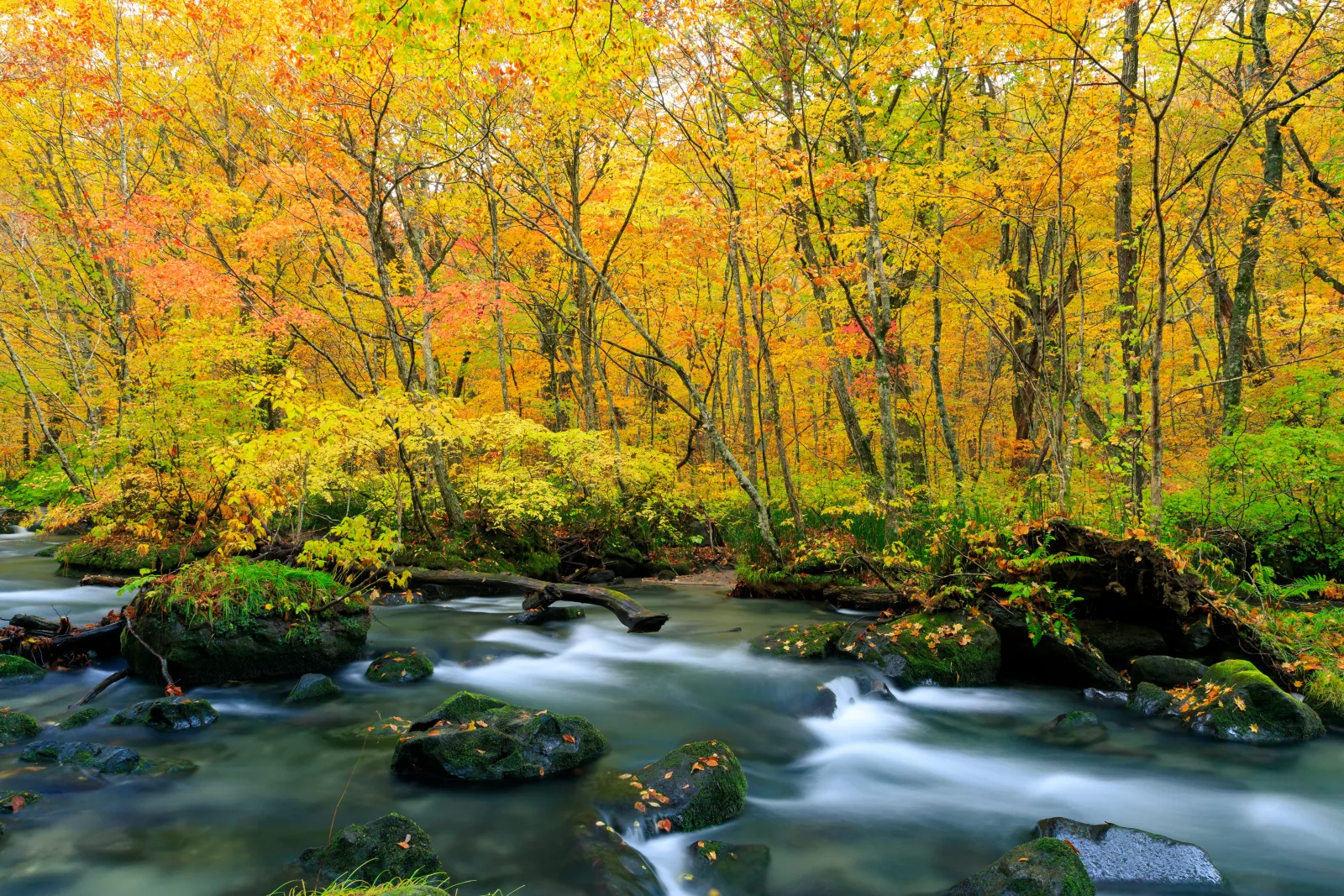 The Oirase stream flowing white over mossy boulders under trees in orange, yellow and green autumn leaves