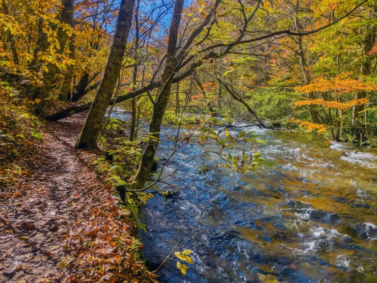 Walking path beside the clear Oirase stream under yellow and orange autumn beech leaves, Oirase Gorge, Aomori
