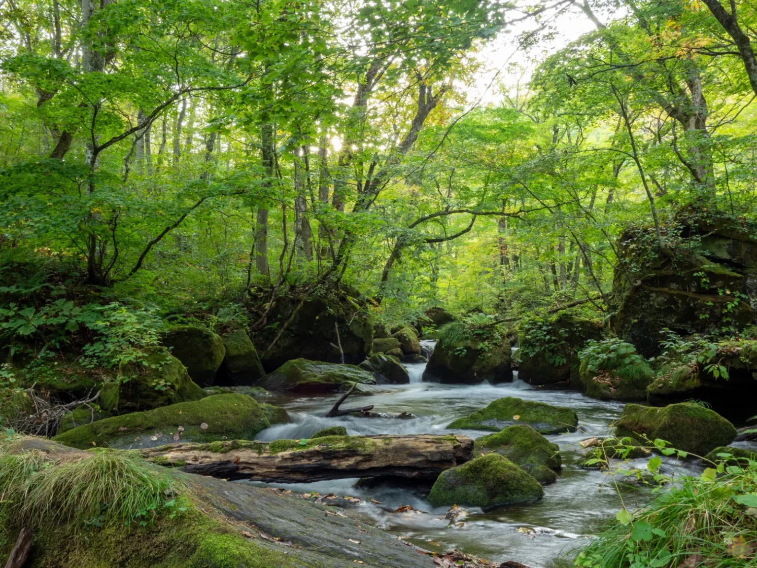 Thick green moss on boulders at the edge of the Oirase stream, with white water flowing between them and green trees above