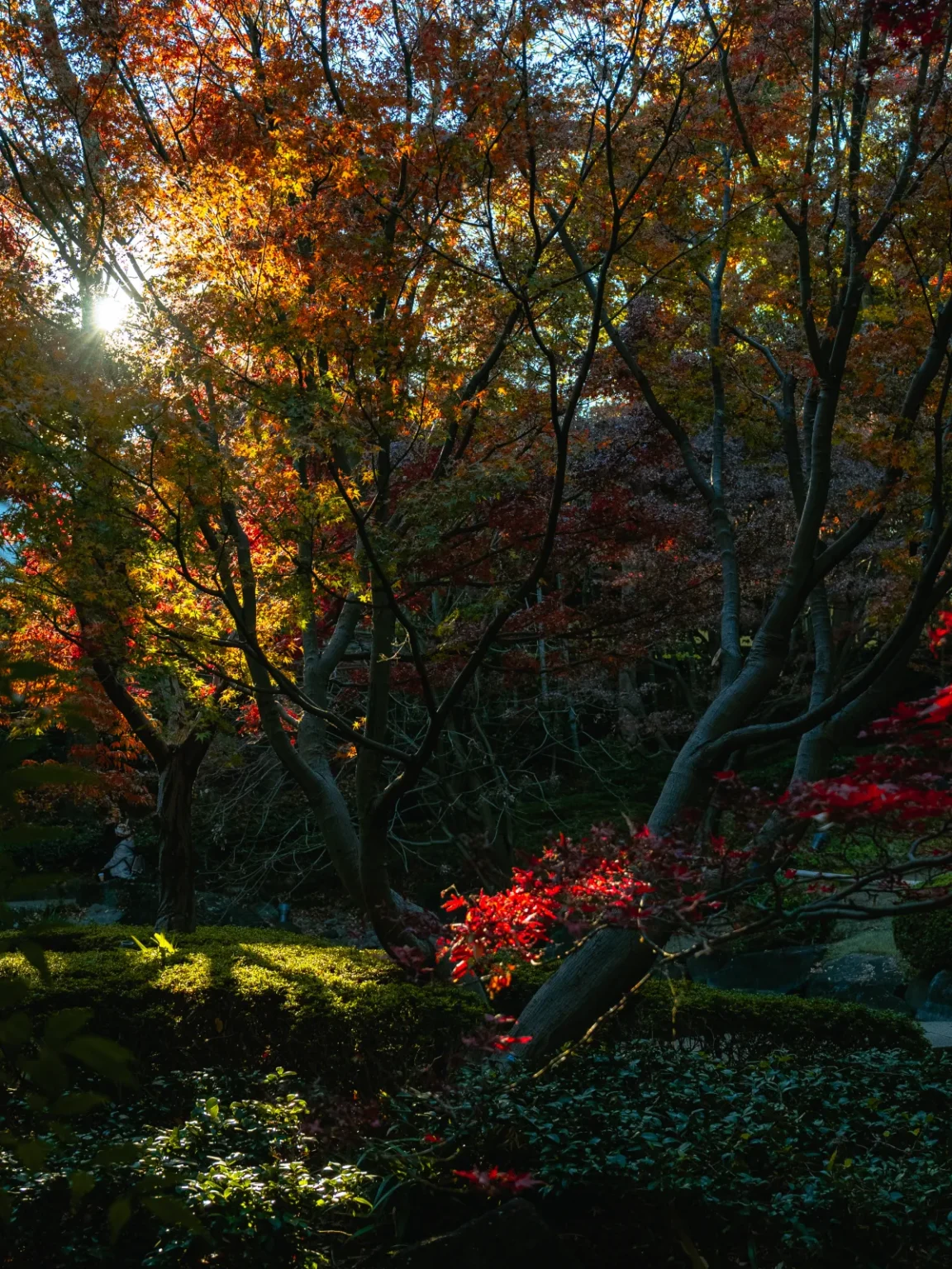 Maples lit from behind by a low sun, with orange and yellow leaves above and a branch of bright red leaves low on the right over a clipped hedge