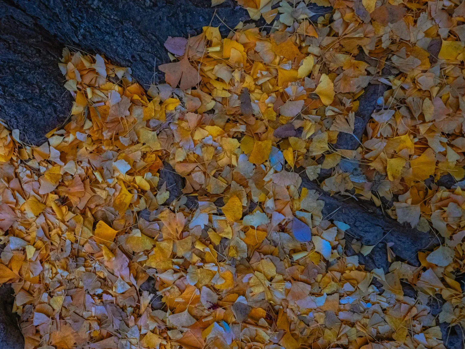 Close-up of fallen yellow and brown ginkgo leaves covering the ground around the dark roots of a tree