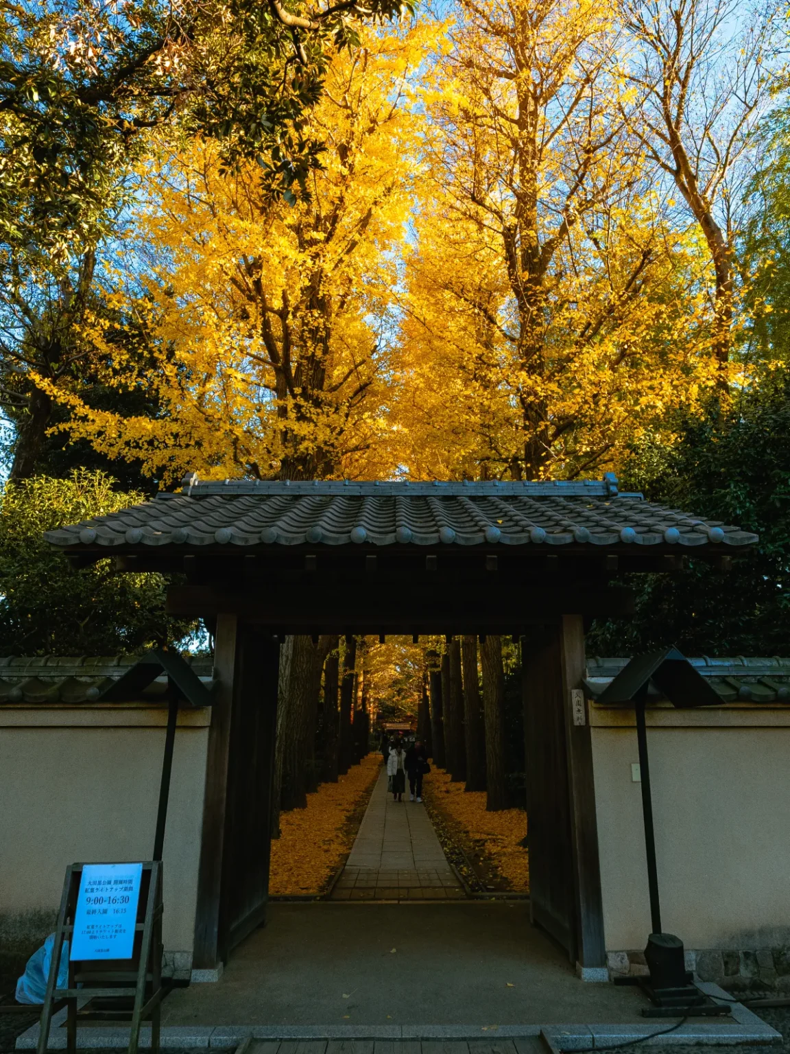 The tiled-roof wooden main gate of Otaguro Park set in a plastered wall, with the ginkgo avenue in full yellow behind it under a blue sky and a blue notice board on a stand at the left