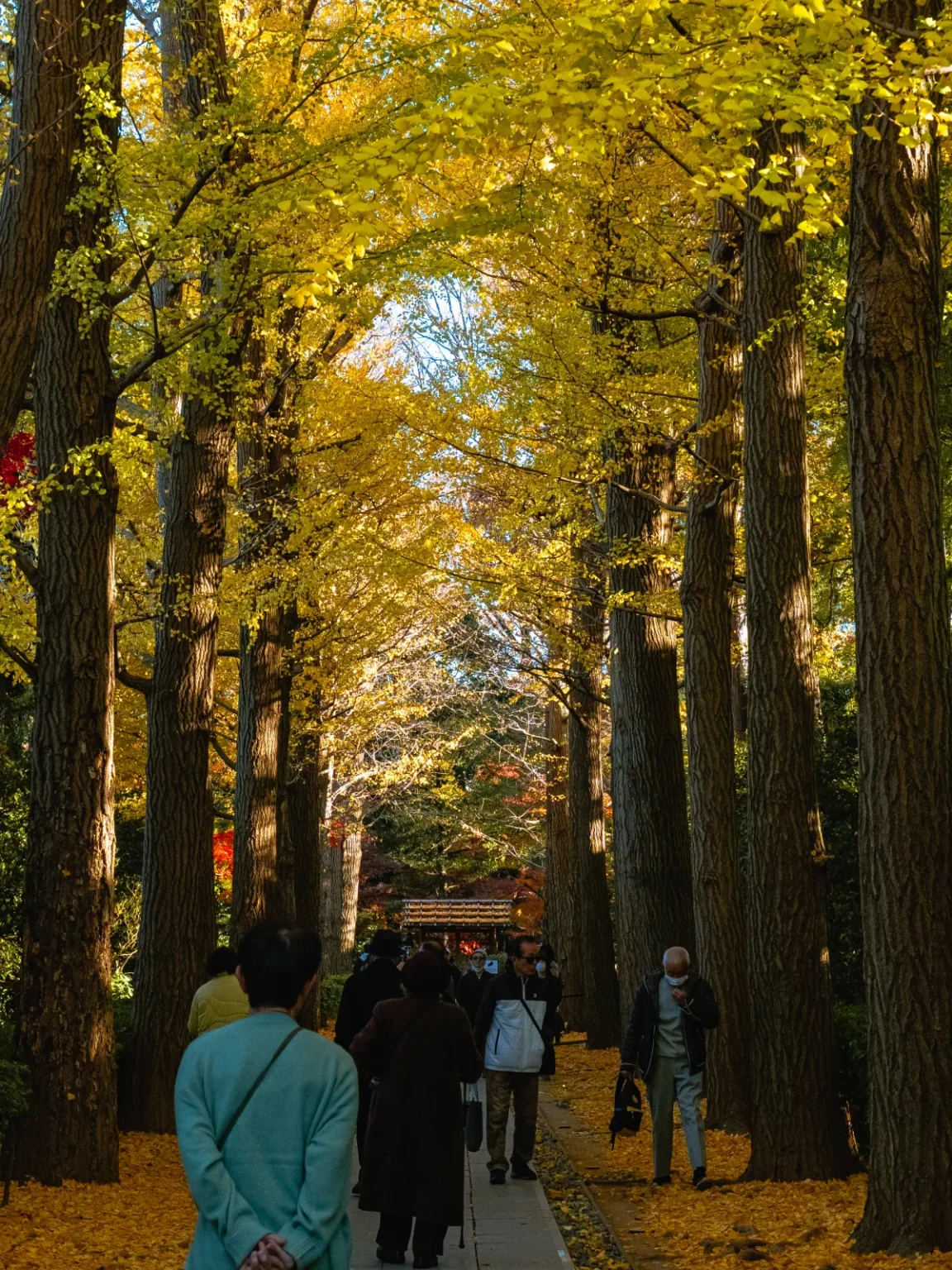 Visitors walking along the paved ginkgo avenue at Otaguro Park between tall trunks, with yellow leaves overhead and covering the ground on both sides