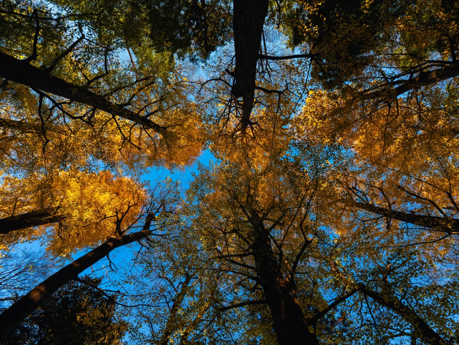 Looking straight up the trunks of the ginkgo trees into yellow and green crowns against a blue sky
