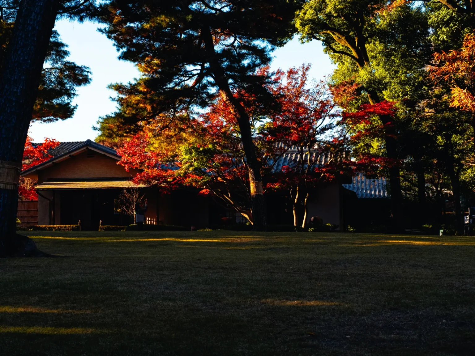 A low Japanese-style building with a tiled roof on the far side of a shaded lawn, under red maples and dark pines