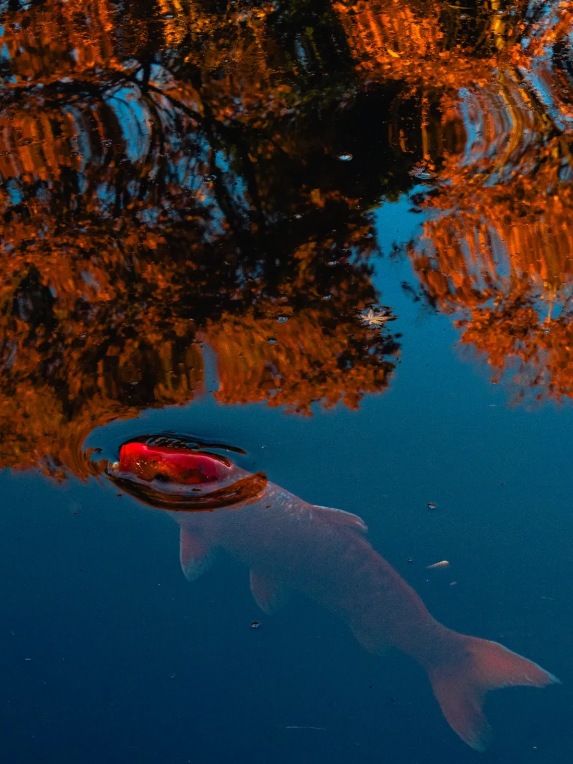 A white koi with a red patch on its head at the surface of the pond, with orange autumn leaves reflected around it