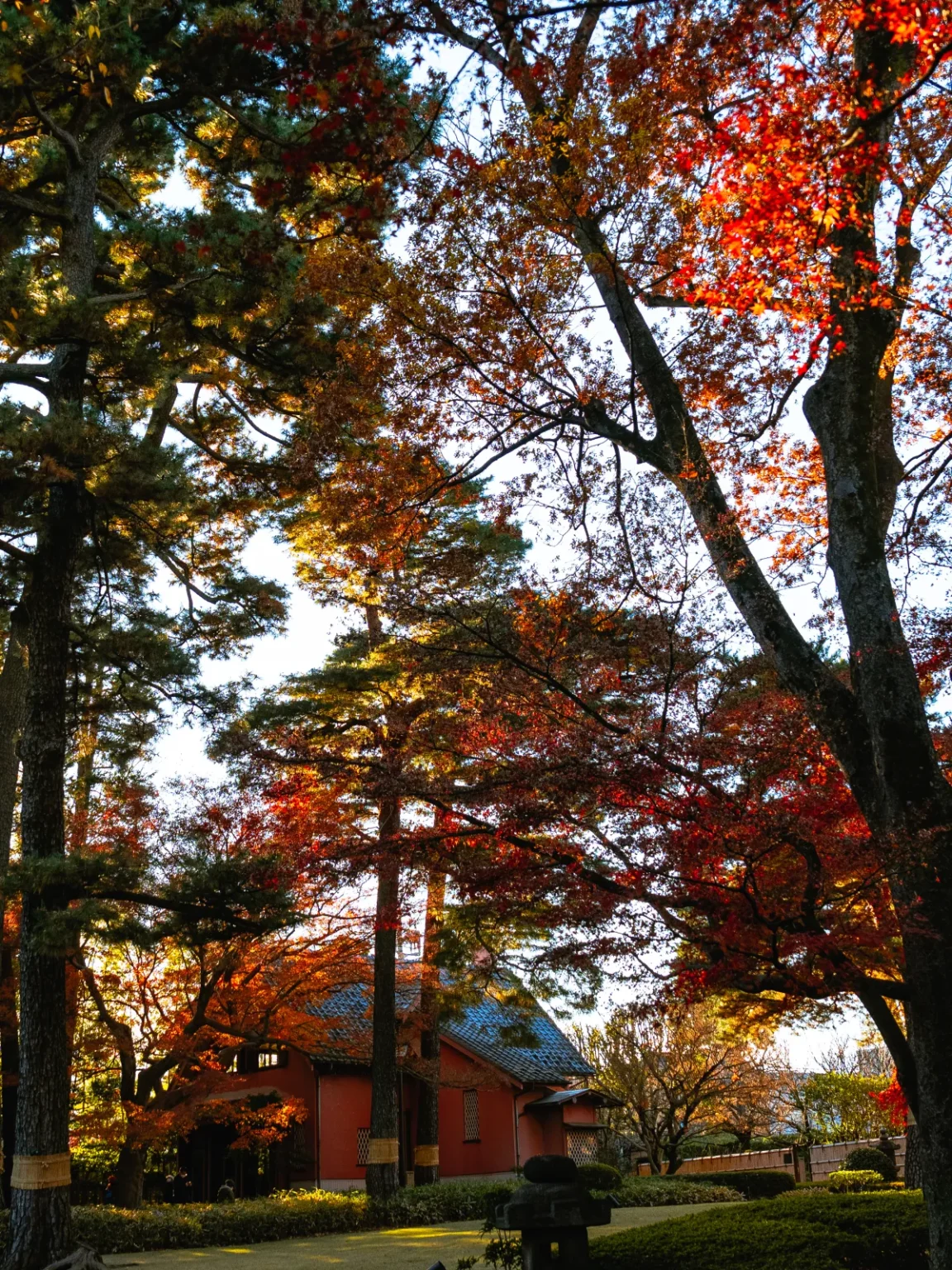 Tall pines and red maples above the red-walled, blue-grey-roofed Western-style memorial hall at the lower left, with a stone lantern in the foreground