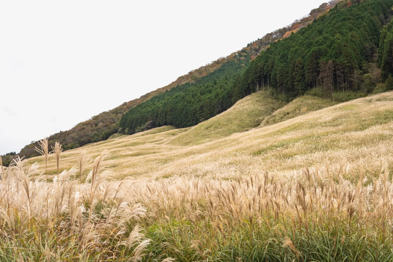 Pale, feathery susuki grass covering rolling slopes at Sengokuhara, with a dark band of conifers and a ridge of brown and orange trees above under a white sky
