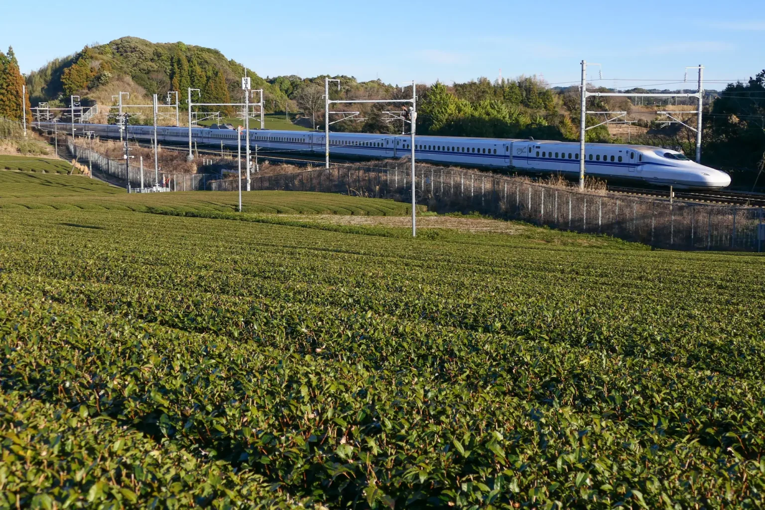 A white N700S Shinkansen train with a blue stripe running past rows of green tea bushes on the Tokaido Shinkansen in Kikugawa, Shizuoka Prefecture, under a clear blue sky