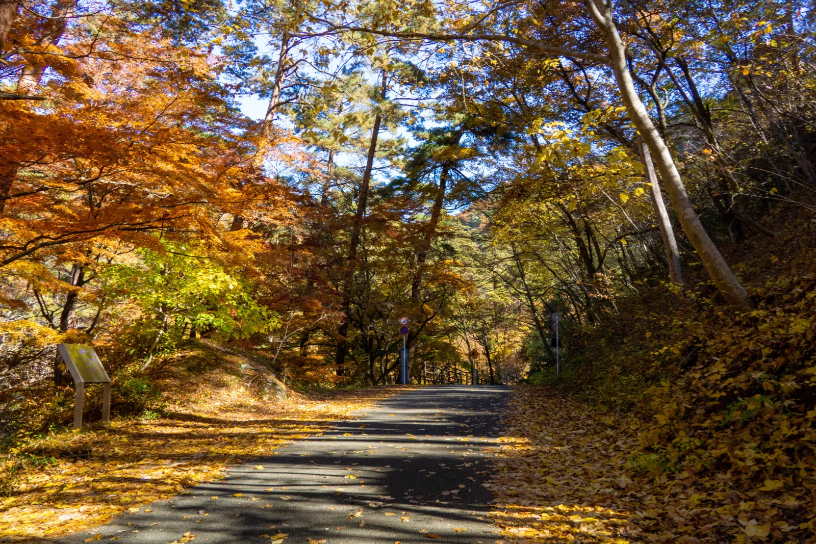 A paved path under orange and yellow autumn trees with fallen leaves along its edges