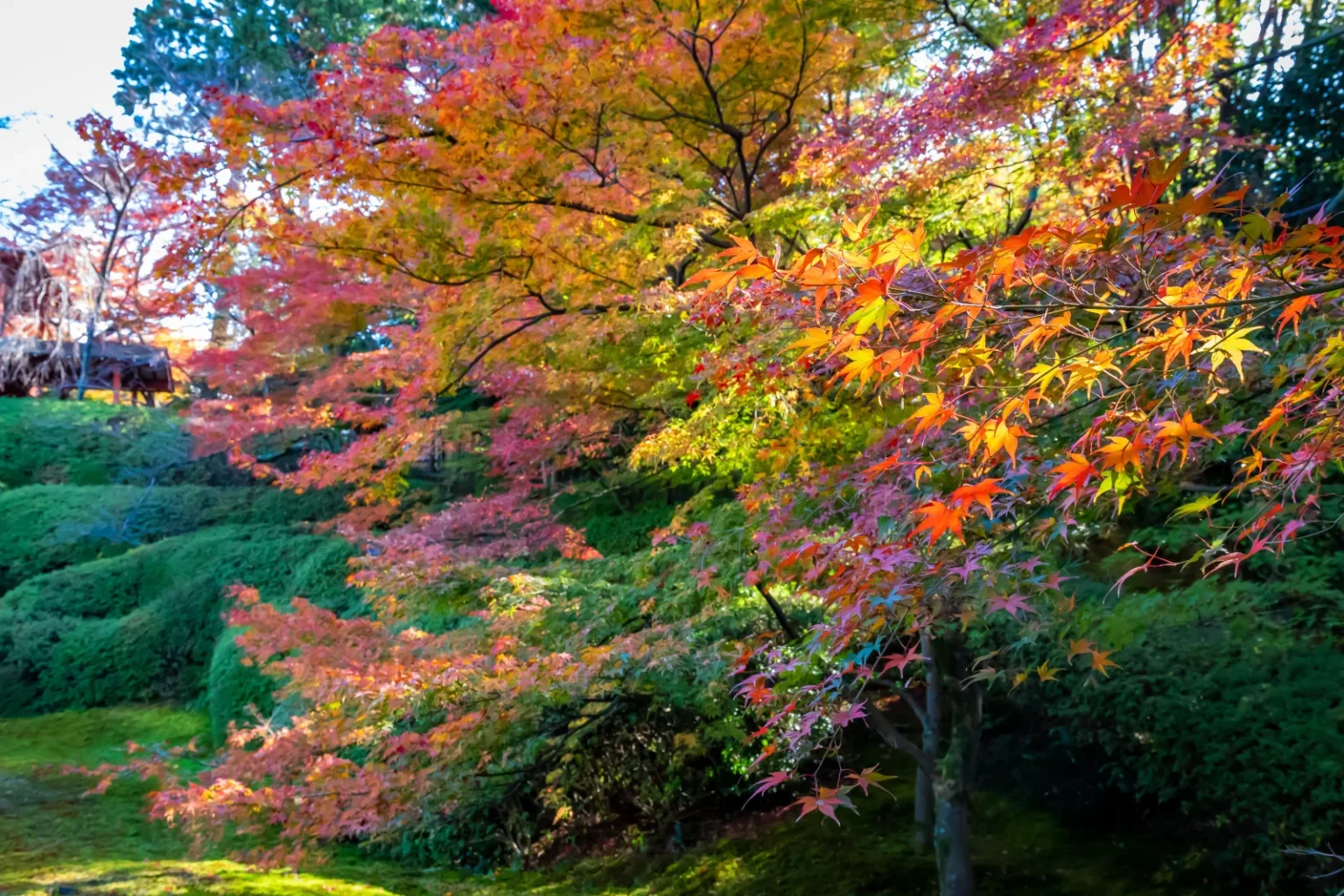 Maple trees in red, orange and green over rounded clipped shrubs in the garden of Komyoin, a Tofukuji sub-temple