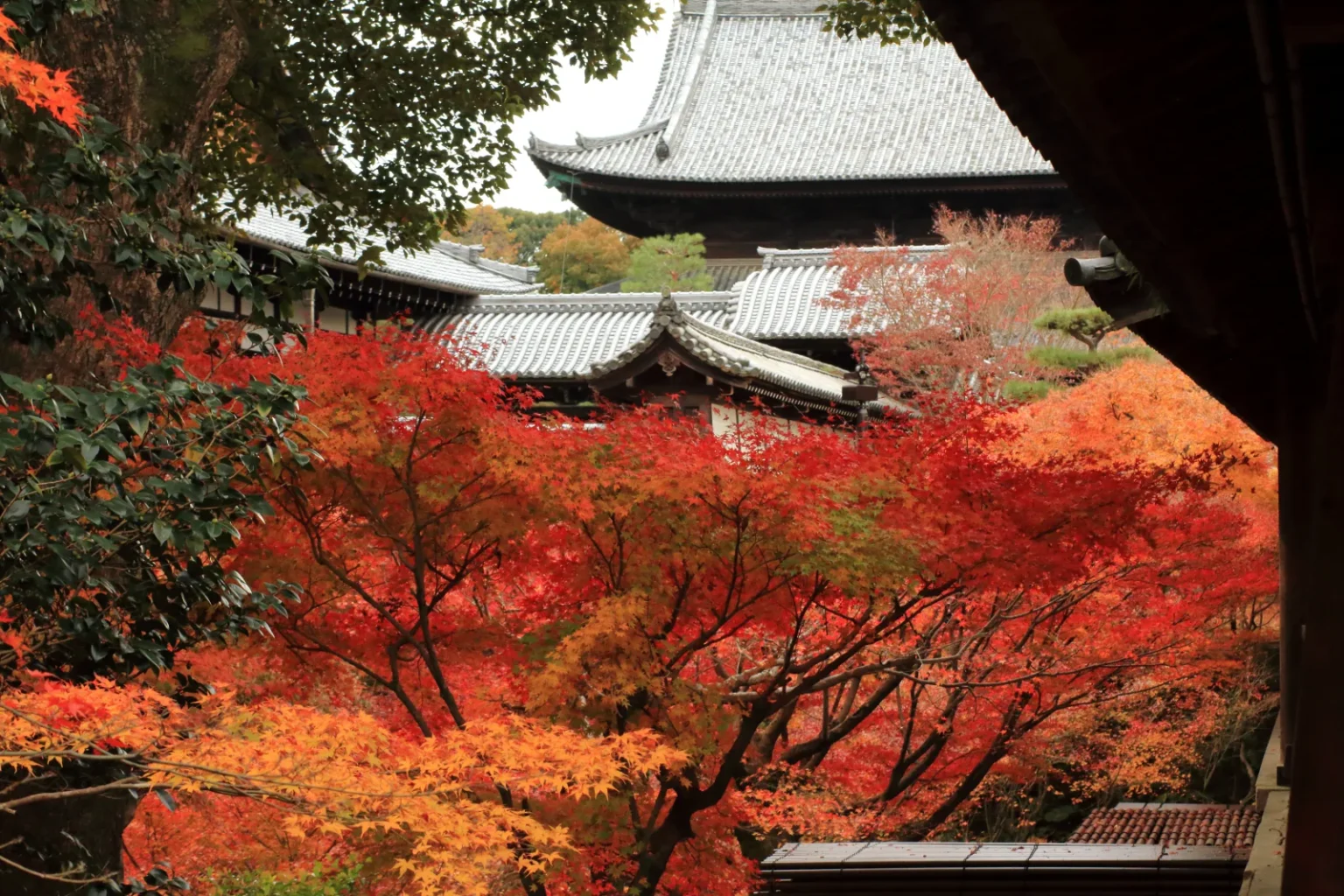 Red and orange maple trees in front of the grey tiled roofs of Tofukuji temple buildings