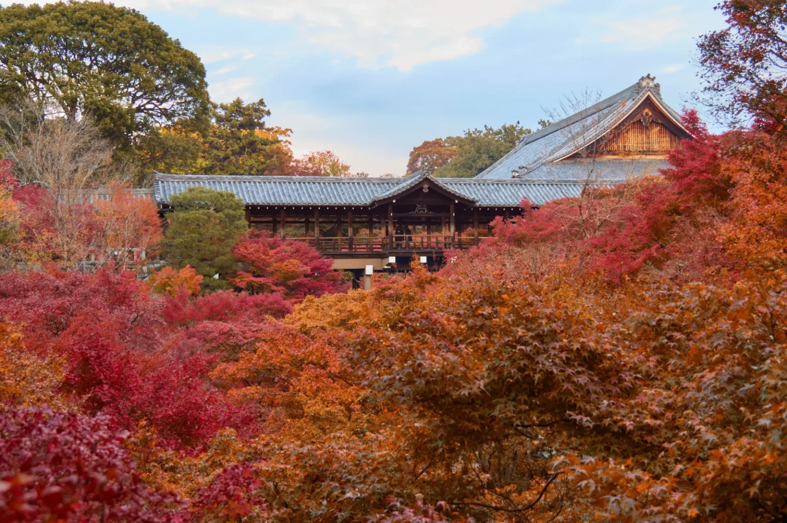 The roofed wooden Tsutenkyo bridge with its open railing, seen across a slope of red, orange and green maple trees, with a large temple roof behind it