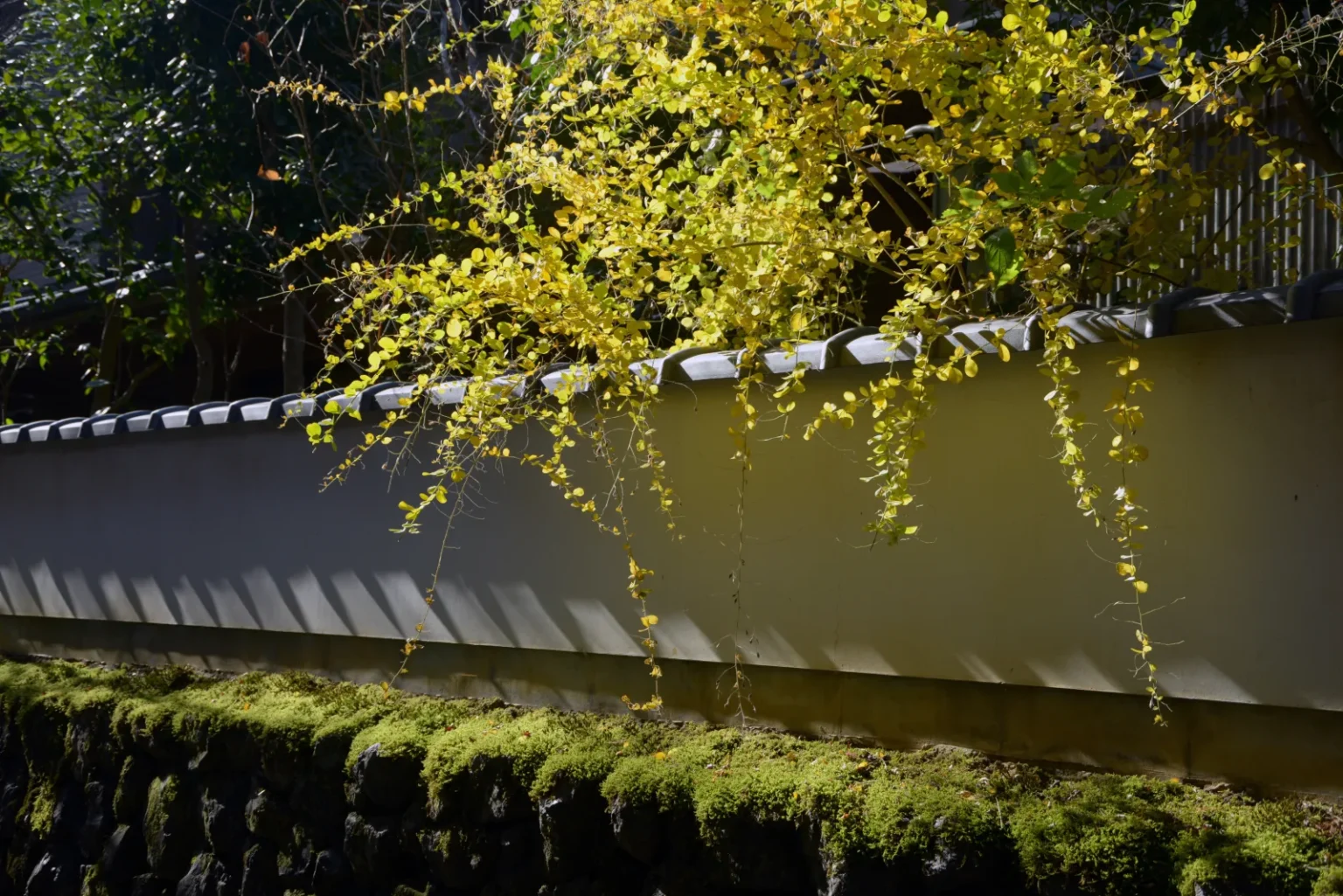 Yellow leaves hanging over a tiled earthen wall above a mossy stone base inside the Tofukuji precinct