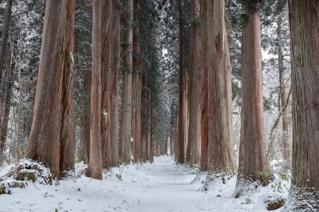 Snow-covered path through the giant cedars of the Okusha avenue at Togakushi Shrine in winter