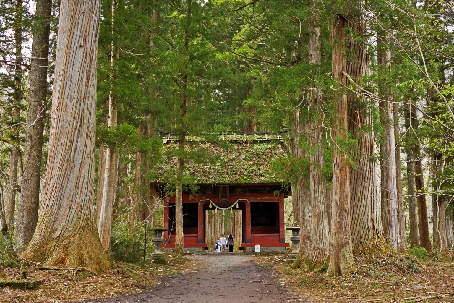Thatched red Zuishinmon gate framed by giant cedars on the Okusha approach of Togakushi Shrine