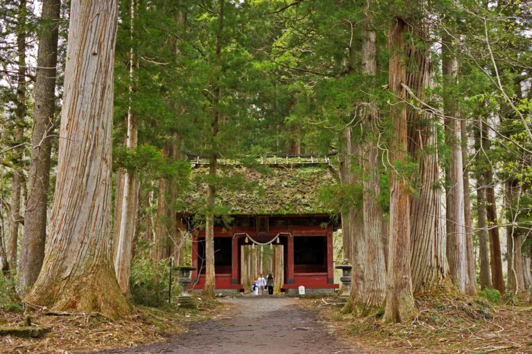 Thatched red Zuishinmon gate framed by giant cedars on the Okusha approach of Togakushi Shrine