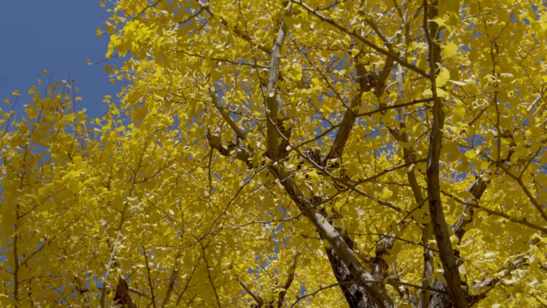 Golden ginkgo leaves and grey branches against a blue sky, looking straight up into one of the trees that line the Meiji Jingu Gaien ginkgo avenue in central Tokyo
