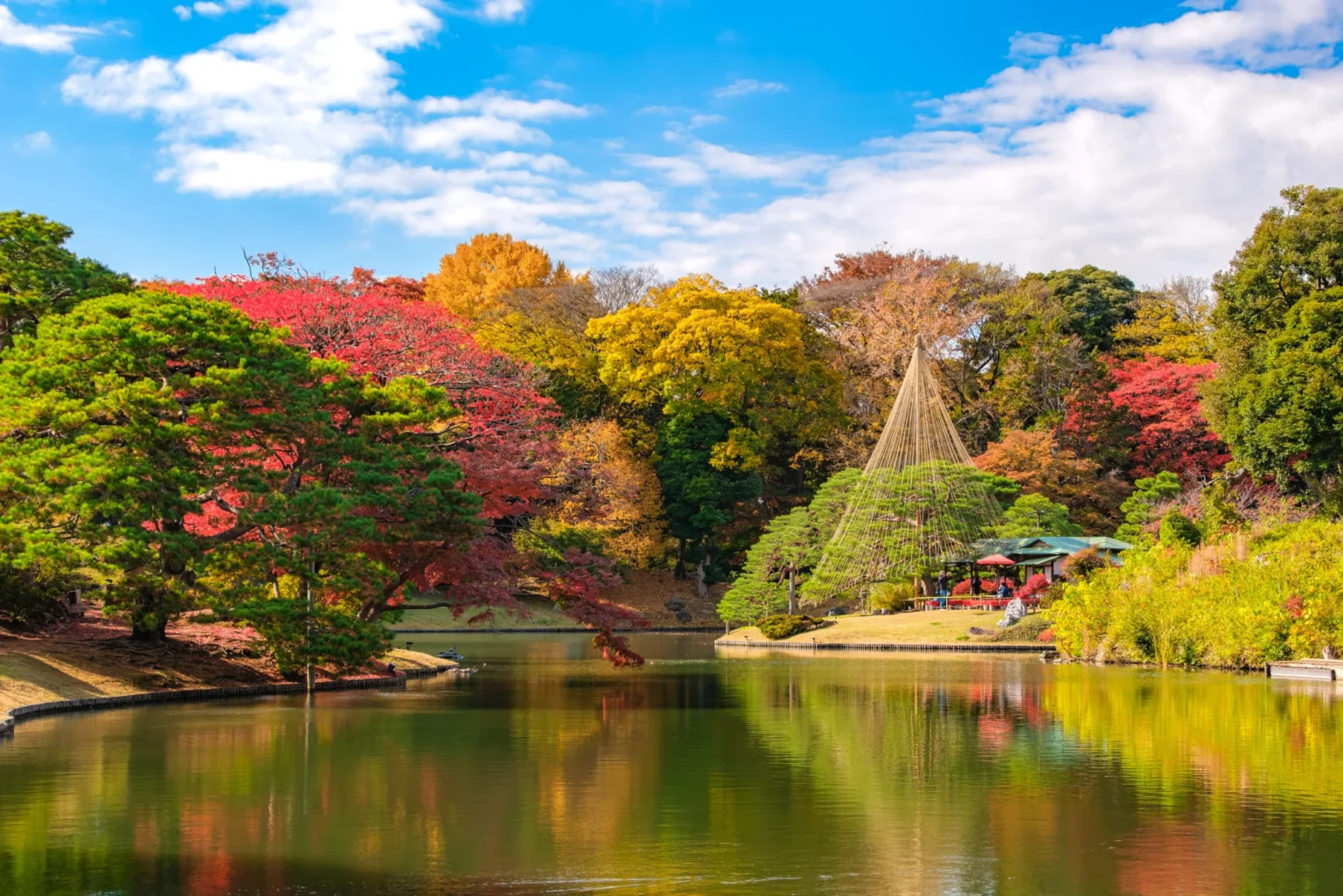 Red maples, yellow ginkgo and green pines around the large pond at Rikugien garden in Tokyo, with a pine held up by a cone of yukitsuri ropes and a pavilion with red parasols on the far shore