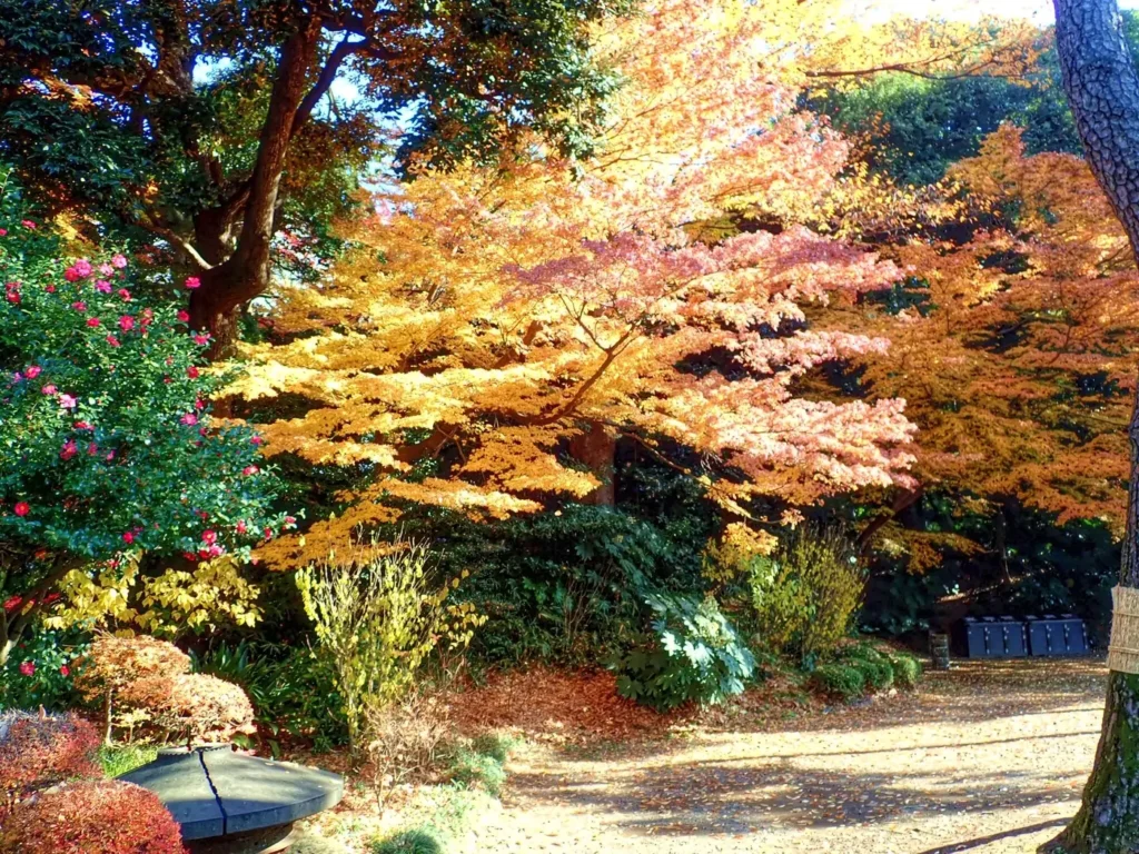 Yellow, orange and pink maples over a leaf-strewn gravel path at Koishikawa Korakuen by day.