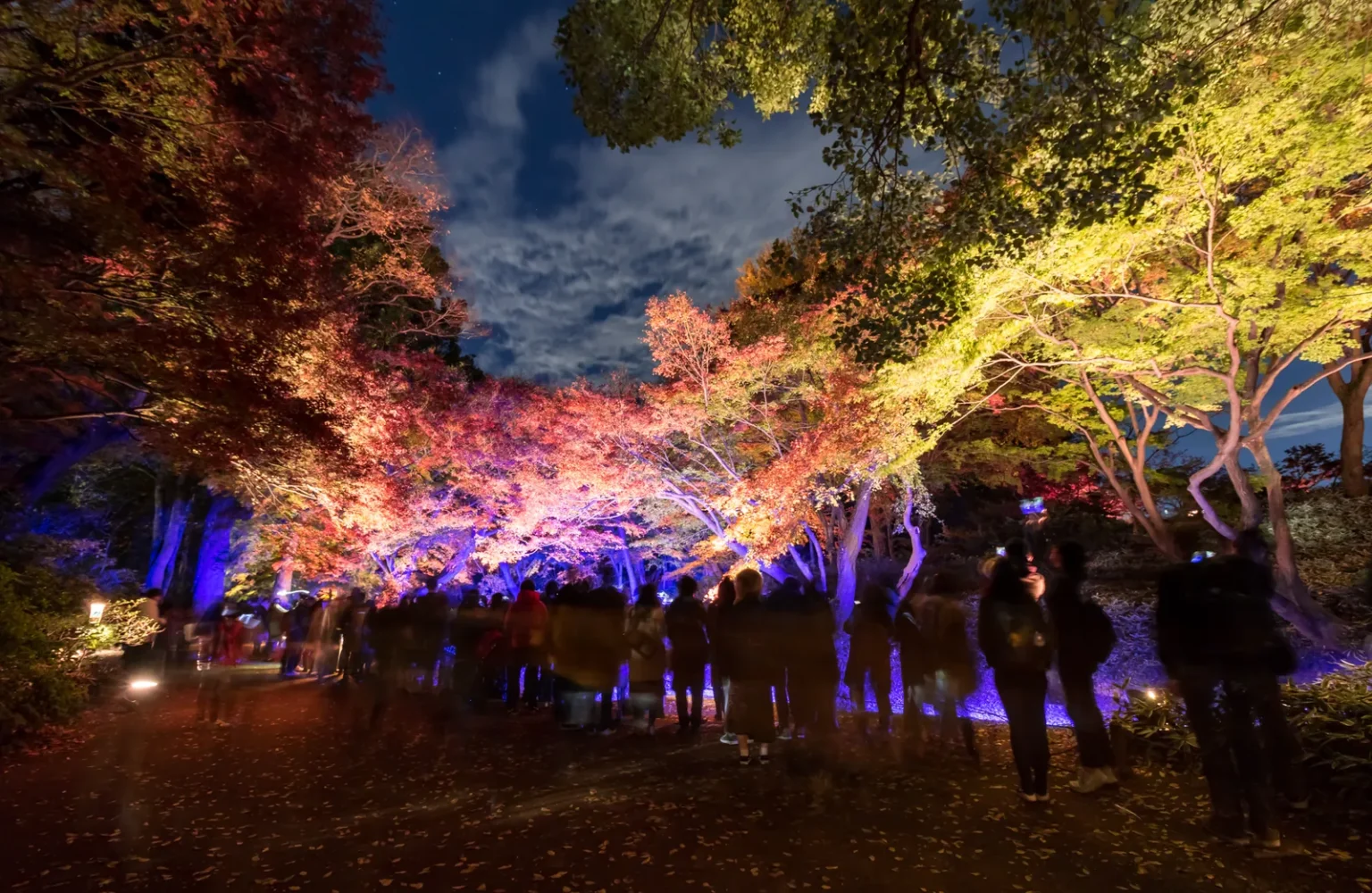 Visitors on a path at night under maples floodlit in red, pink and orange at Rikugien.