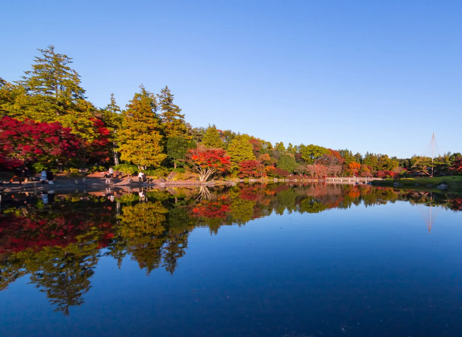 Red maples and conifers reflected in the Japanese garden pond at Showa Kinen Park by day, with a cone of snow-support ropes on the right.