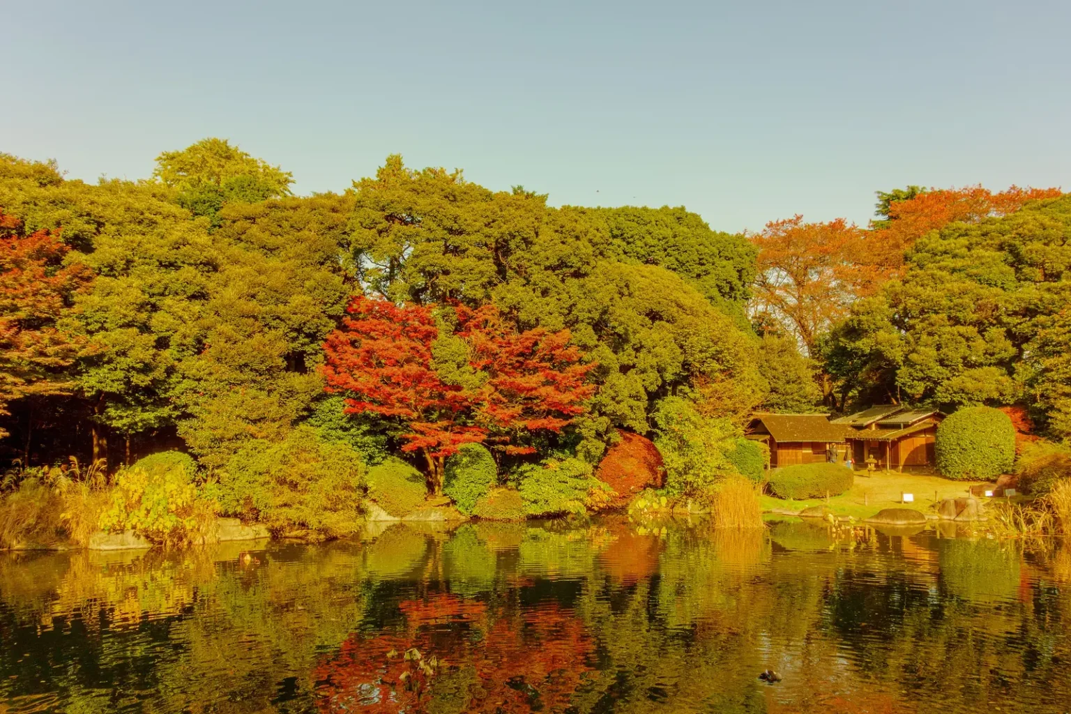 Red and orange autumn trees and a small teahouse beside the Tokyo National Museum garden pond by day.