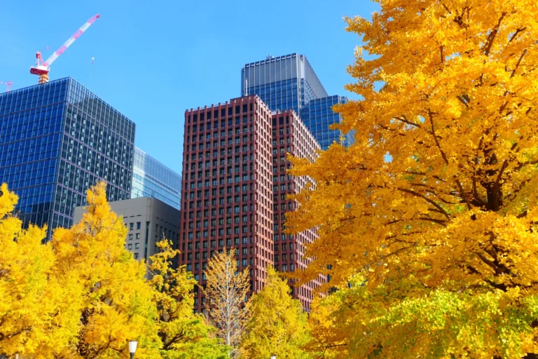 Yellow ginkgo trees in full autumn colour in front of glass and red-brick office towers on Gyoko-dori in Marunouchi, Tokyo, under a clear blue sky