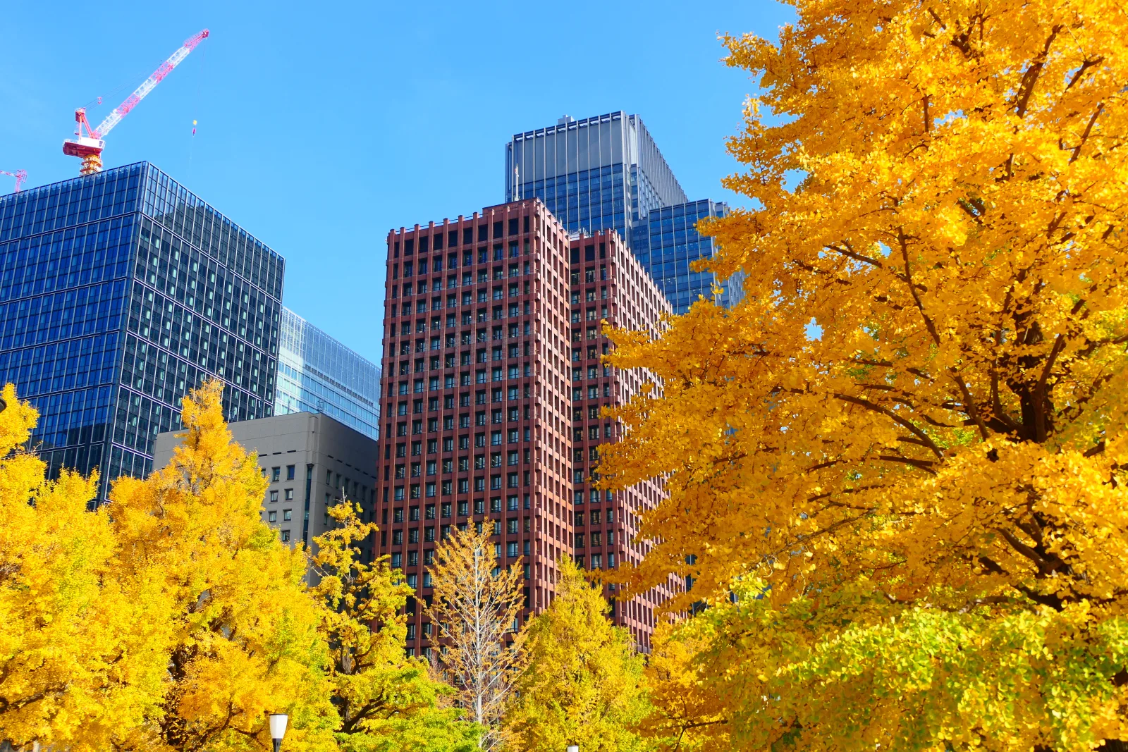 Yellow ginkgo trees in full autumn colour in front of glass and red-brick office towers on Gyoko-dori in Marunouchi, Tokyo, under a clear blue sky