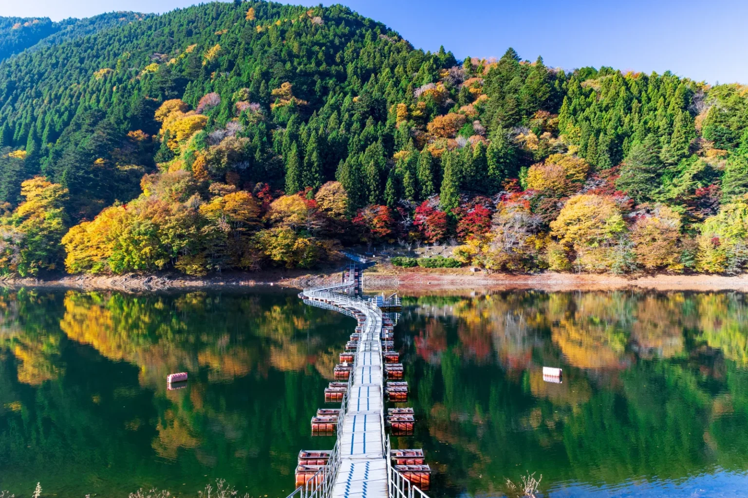 A floating walkway crossing Lake Okutama towards a hillside of red, orange and yellow trees among dark cedars, reflected in the calm water