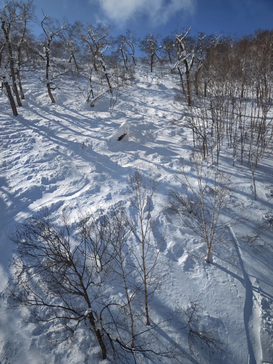 A steep, sunlit snow slope with bare birch trees and long shadows, seen from above the nearest trees and rising to snow-laden trees against a blue sky, at the Terrace of Frosted Tree on Mt Tomamu at 12:41 on 15 February 2023
