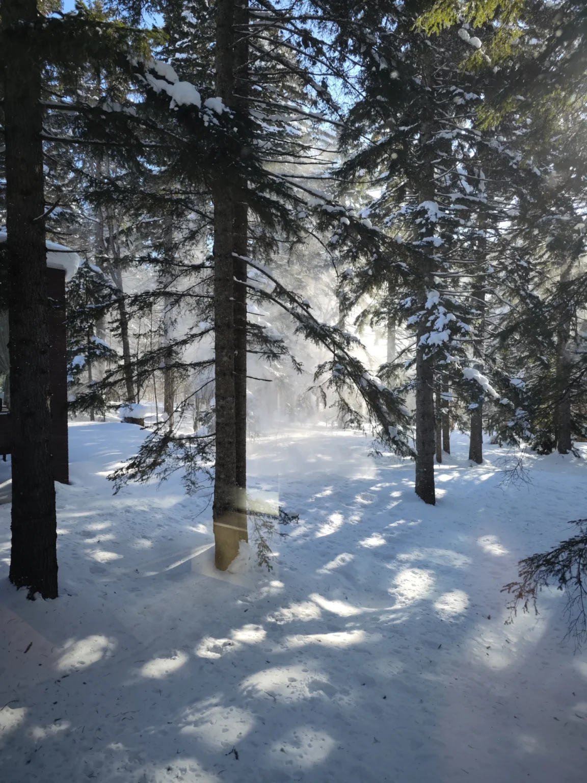 Low morning sun shining through snow-laden conifers in a forest at Hoshino Resorts Tomamu, with a haze of loose snow in the light between the trunks and dappled shadows on deep snow, at 9:13 on 15 February 2023