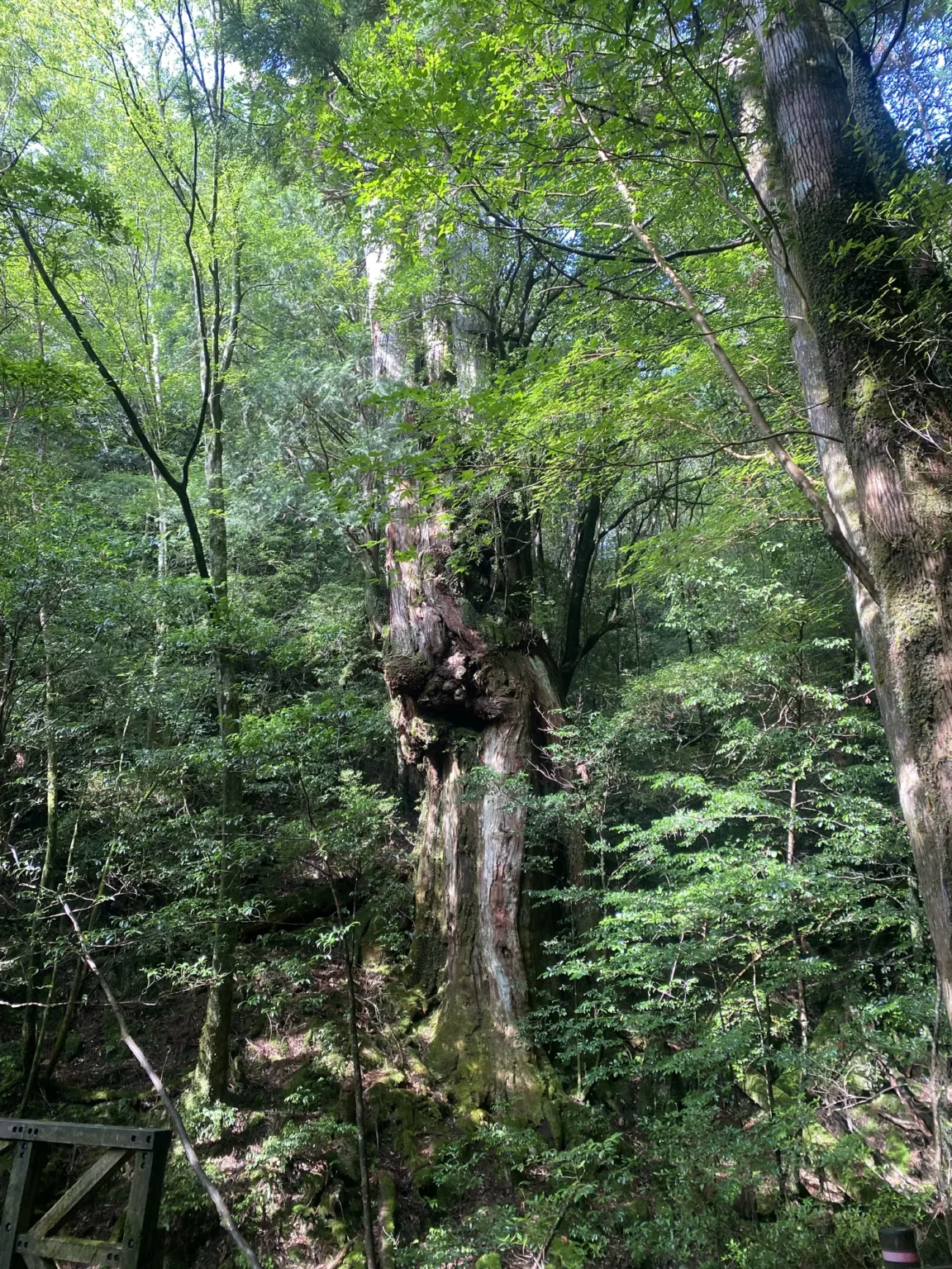 Old cedar trunks in the green forest along the Arakawa trail, Yakushima