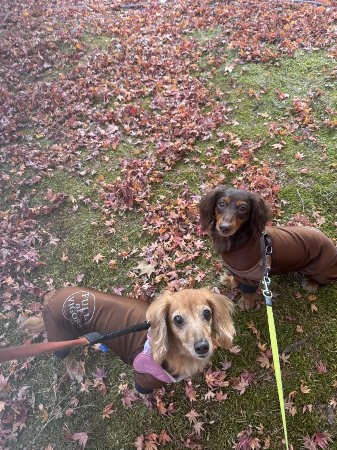 Two long-haired dachshunds in brown coats on grass covered with fallen red and orange maple leaves