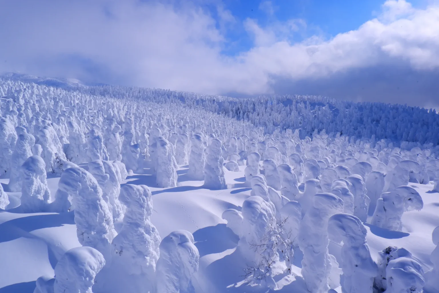 A long slope packed with hundreds of rime-covered firs, their blue shadows on the snow, with low cloud drifting over the ridge and patches of blue sky above