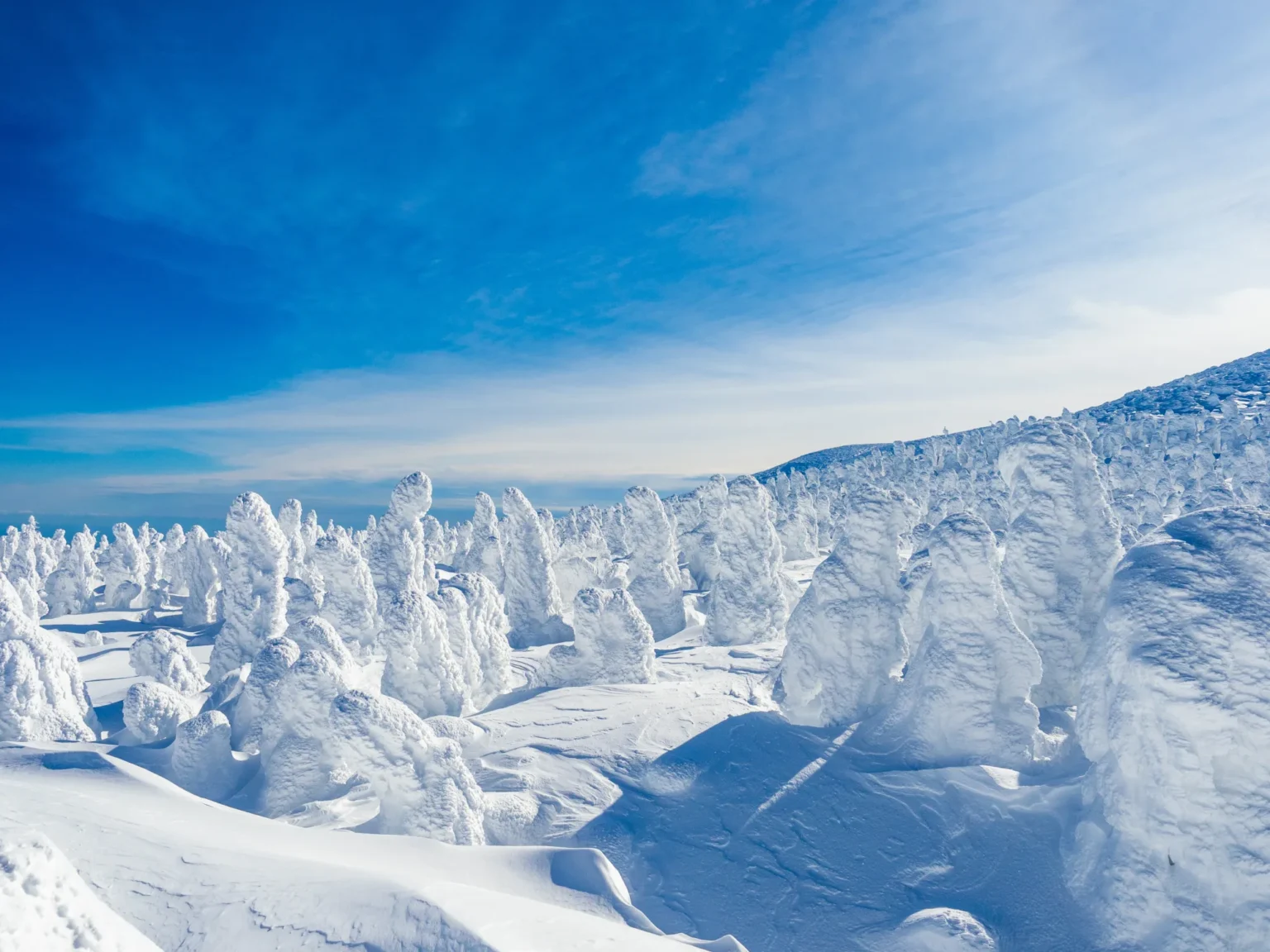 Dozens of fir trees encased in thick white rime and snow, standing like hooded figures across a snowfield under a deep blue sky with thin streaks of cloud, on the Yamagata side of Zao