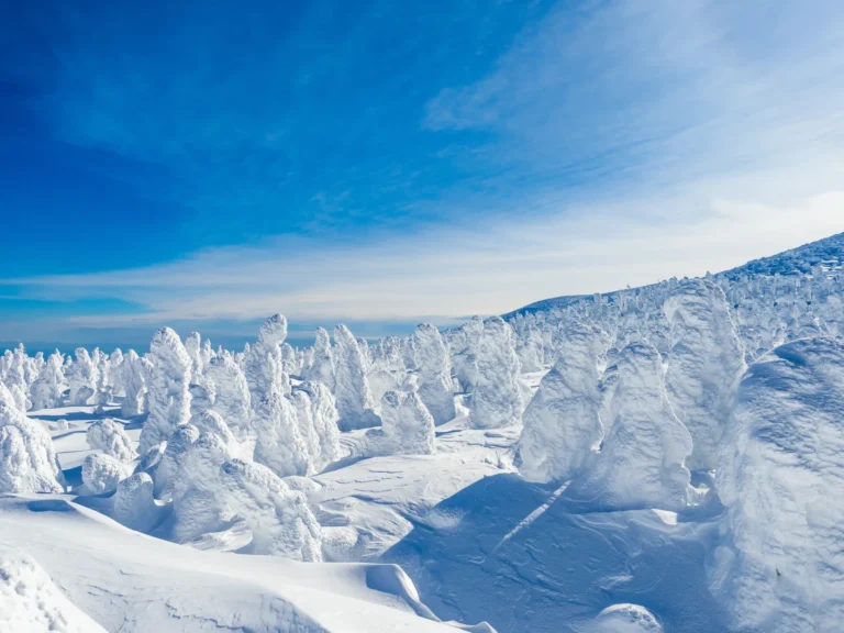 Dozens of fir trees encased in thick white rime and snow, standing like hooded figures across a snowfield under a deep blue sky with thin streaks of cloud, on the Yamagata side of Zao